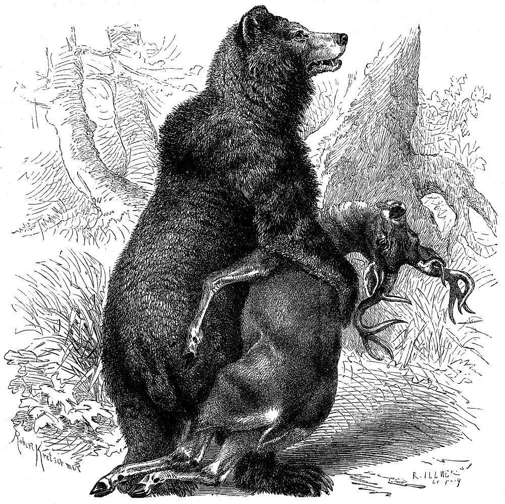 Бурый медведь (гризли) (Ursus arctos)