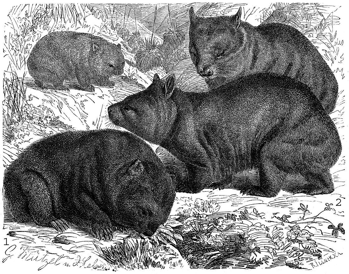 Энцилопедия Жизнь животных (А. Брем, 1958). Семейство вомбатовые