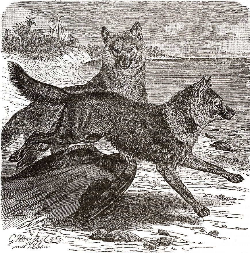 Красный волк (Сion atpinits) (южные подвиды, Индостан)