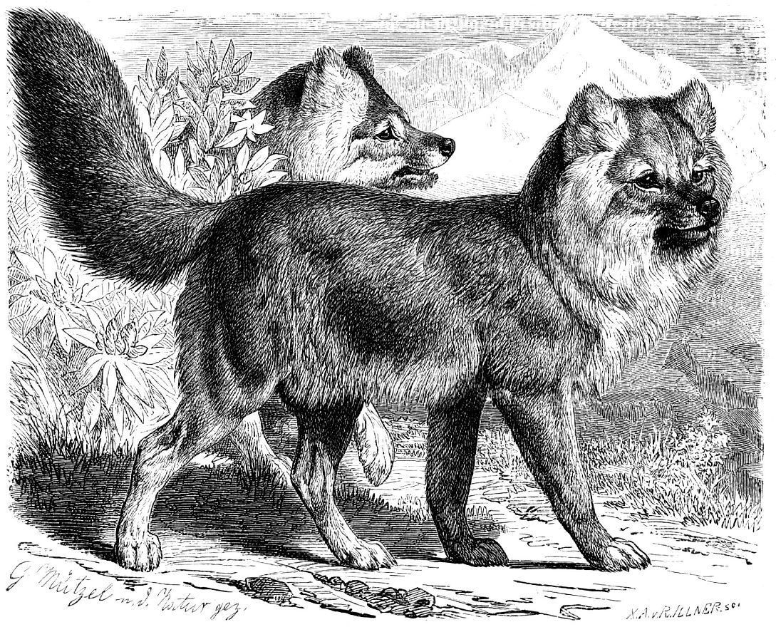 Красный волк (Суon alpinus) (горные подвиды)