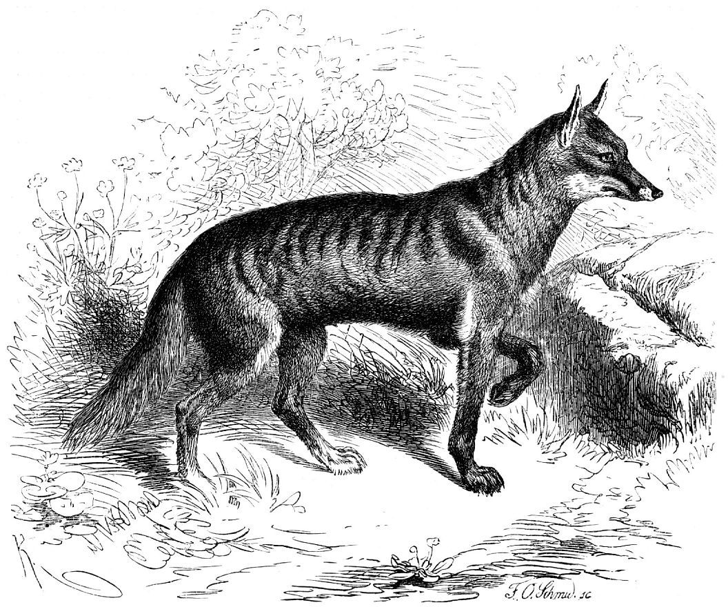 Бразильская лисица (Dusicyon vetuius)