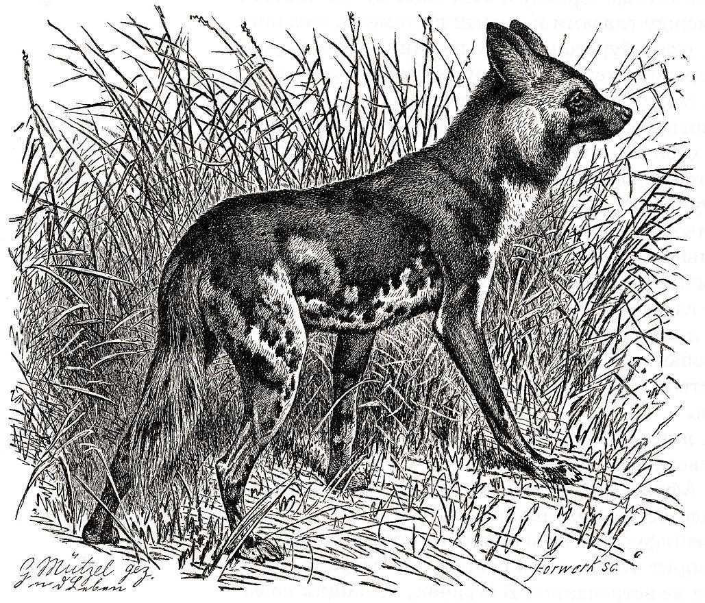Гиеновая собака (Lycaon р ictus)