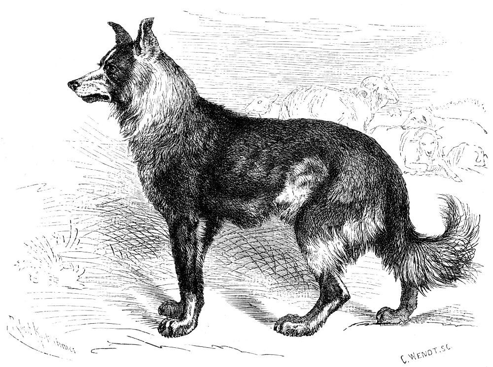 Домашняя собака (Canis familiaris)