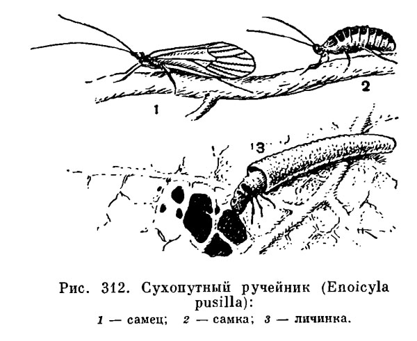 Отряд Ручейники (Trichoptera)