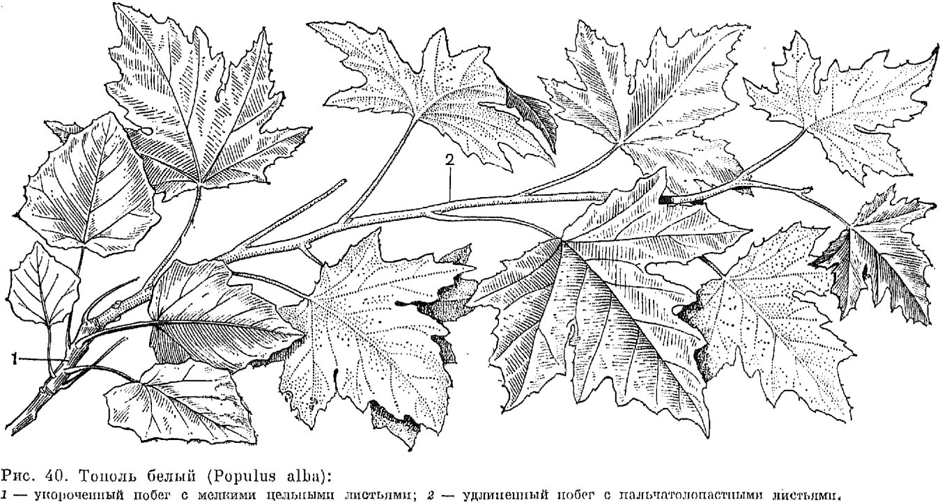 Семейство ивовые (Salicaceae)
