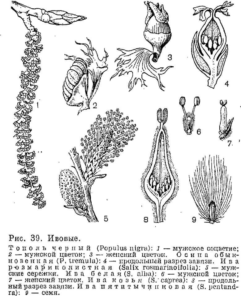 Семейство ивовые (Salicaceae)