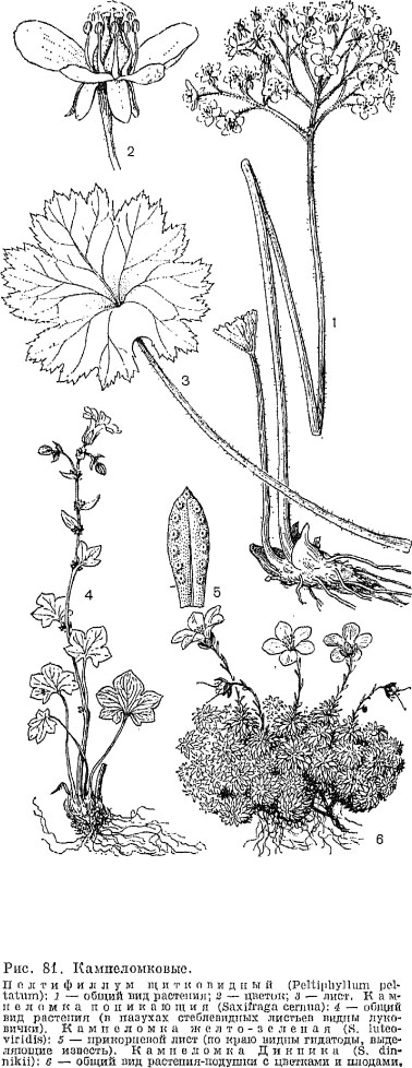 Семейство камнеломковые (Saxifragaceae)