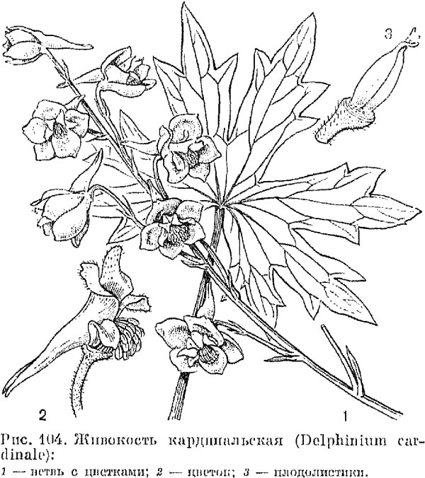 Семейство лютиковые (Ranunculaceae)