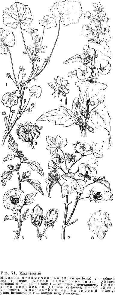 Семейство мальвовые (Malvaceae)