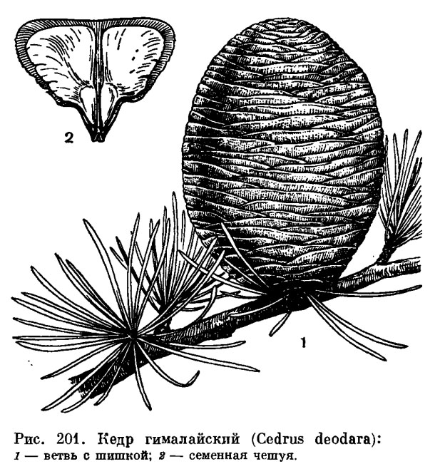 Семейство сосновые (Pinaceae)