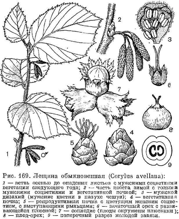 Семейство березовые (Betulaceae)